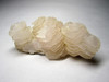 Crystal calcite shell